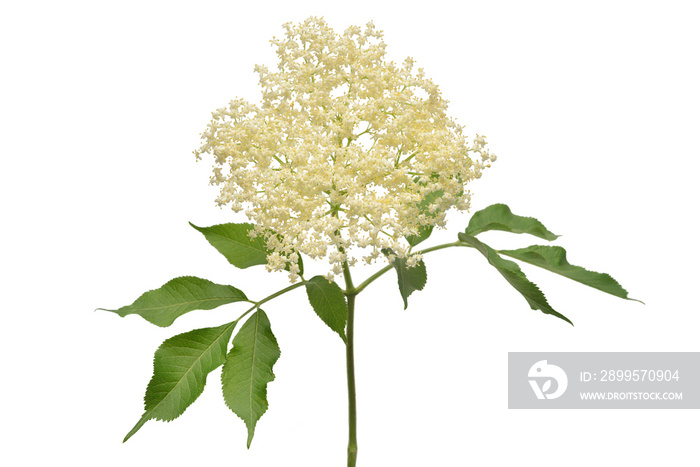 Flowering branch of elderberry with leaves isolated on white background. Flower Sambucus nigra. Flat lay, top view