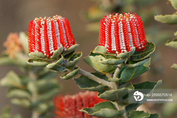 Albany Banksia - Banksia coccinea also scarlet, waratah or Albany banksia, erect shrub or small tree in Proteaceae in south west coast of Western Australia, red blossom in the green bush