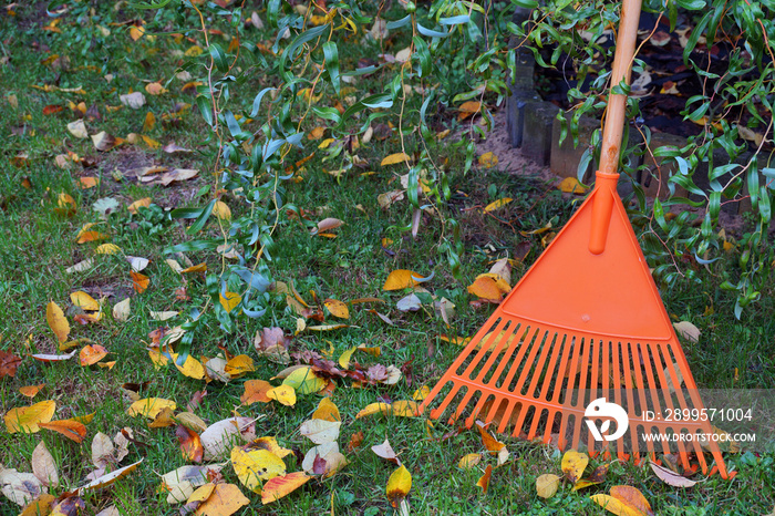 Autumn cleaning works. Leafy lawn, rake leaning against the tree.