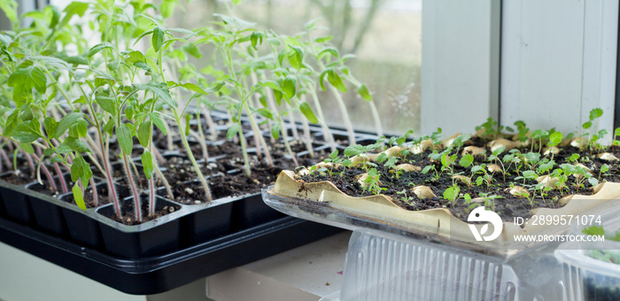 Strewberry plants grown from seeds on the windowsill in the house.