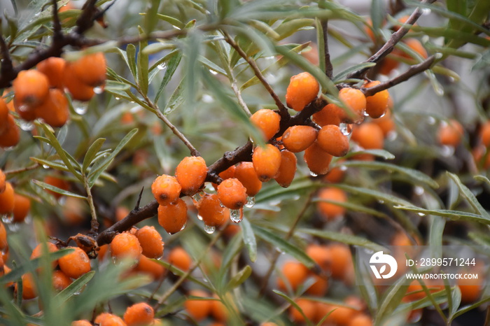 Sea Buckthorn Orange Berry with Raindrops