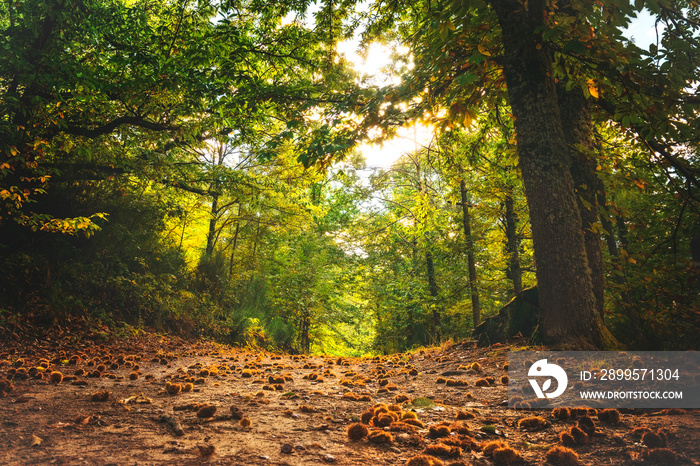 Autumn magic forest. From the ground, path full of chestnuts, It makes its way through the trees. Hervas, Spain.