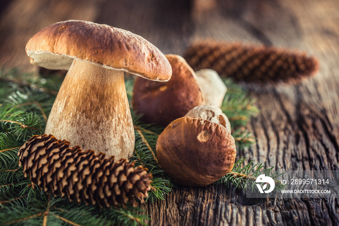 Fresh boletus edulis mushrooms with spruce bunch and cones on rustic woden table