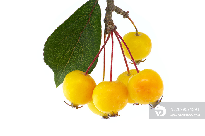 Wild apple (Malus sylvestris) over a white