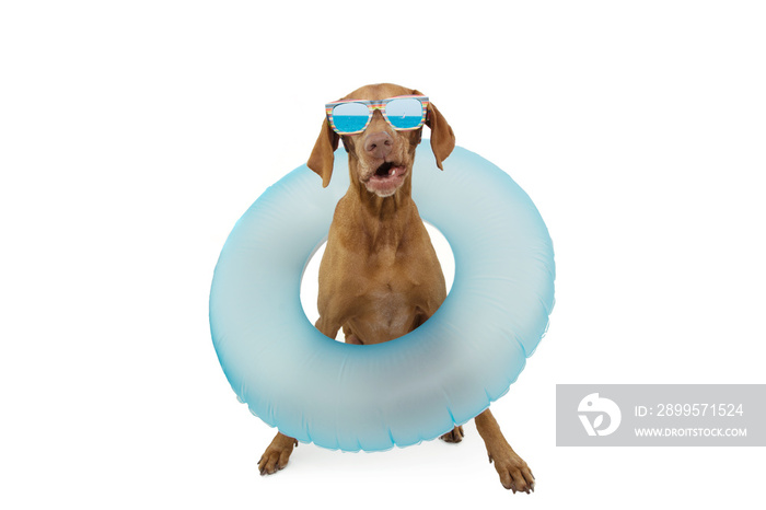 Funny dog pet going on summer vacations with a blue ring inflatable. Isolated on white background.