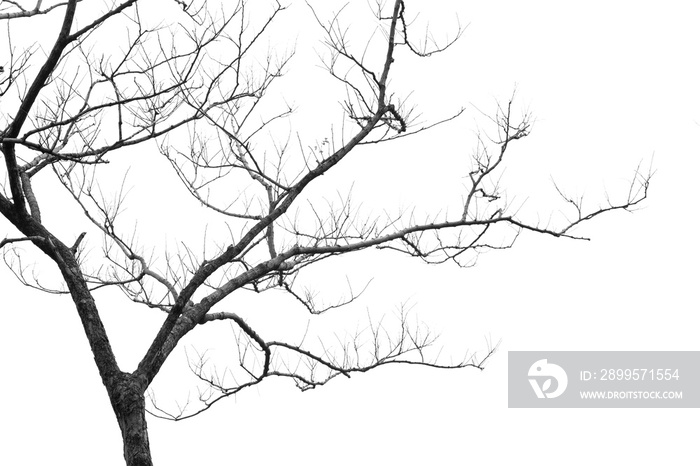 dry tree on white background