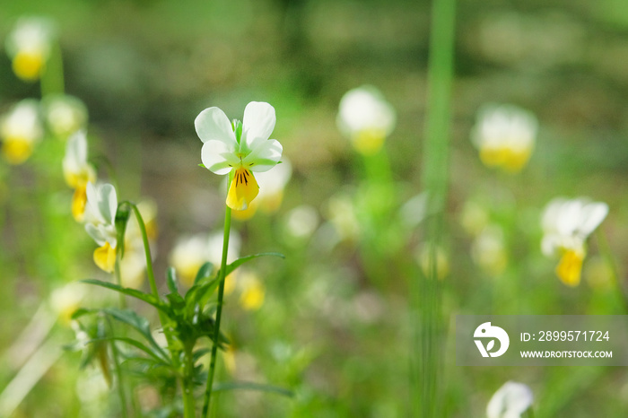 Wild field pansy, England, Europe. Spring blooming Dog-violet flowers. Wild pansies, copy space. Sunny.