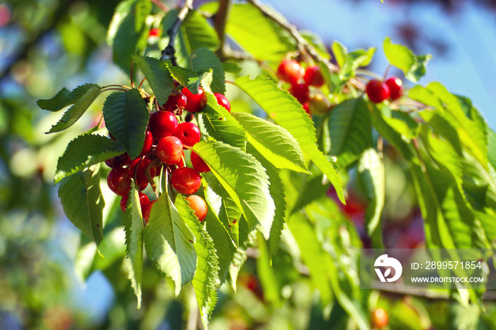 Ripe cherries (prunus cerasus) pending from the branches of the tree ready to harvest