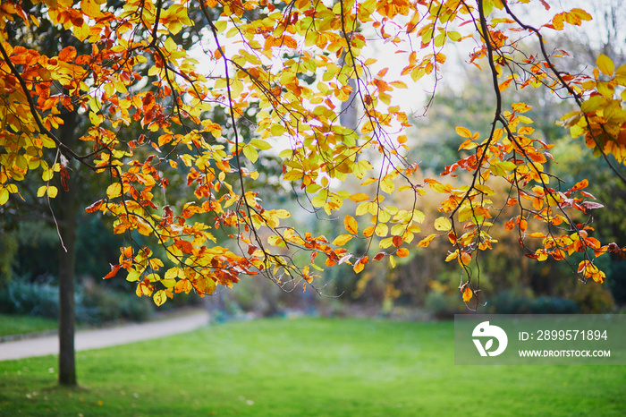 Bright colorful red and yellow autumn leaves on a sunny fall day