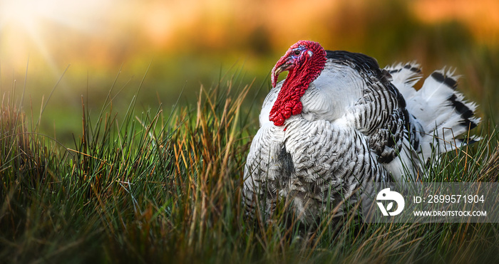 Beautiful domestic adult turkey bird with red head in evening light background on fresh green meadow. Wide banner or panorama photo.