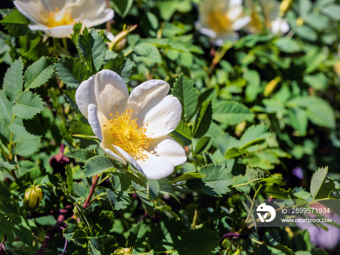 closeup of a white rose hip flower. rosa spinosissima