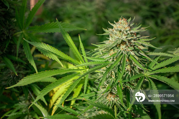 Cannabis Flower, Close-up Macro showing trichomes