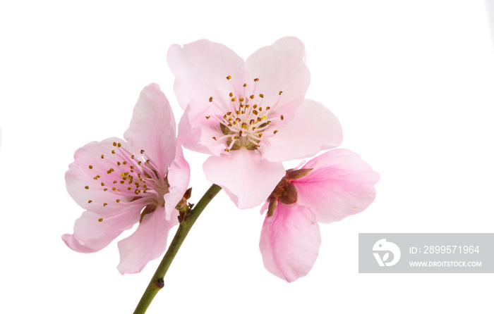 sakura flowers isolated