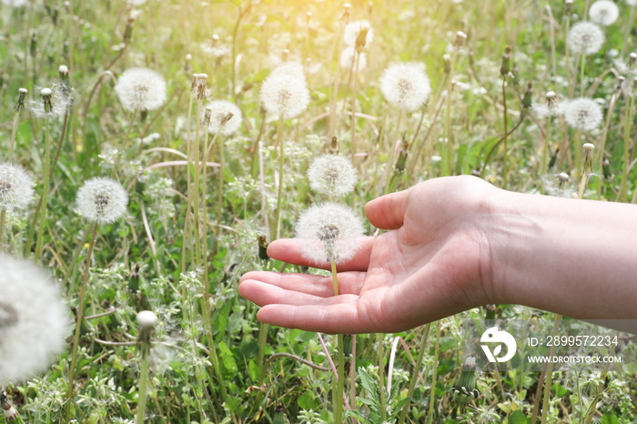 Woman’s hand touching a dandelion flower in the field