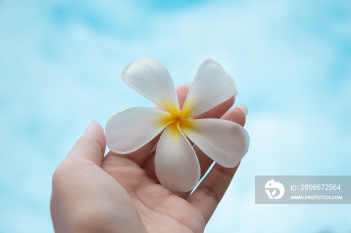 Woman hand holding white plumeria flower on blue sky.