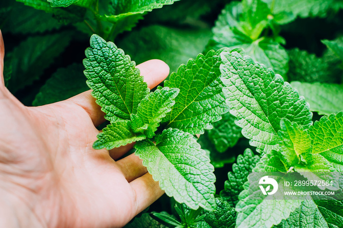 Green Mint Plant Grow Background In Hand. Hiolding Holds a Mint Leaf