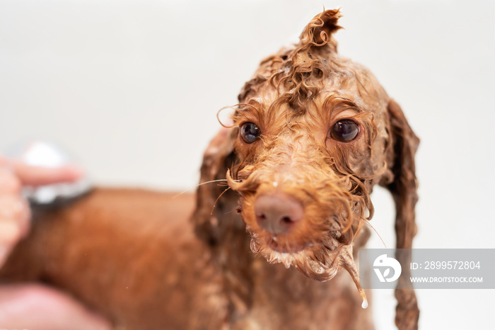 Washing poodle dog in pet grooming salon .