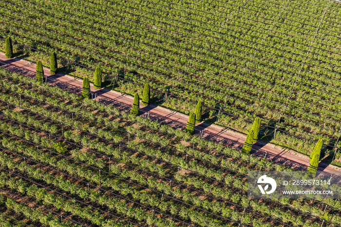 aerial view of the blueberry orchard