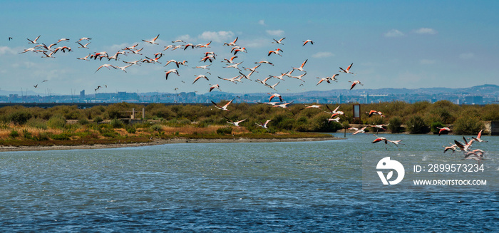 Flamingos in the Samouco salines in Alcochete Portugal