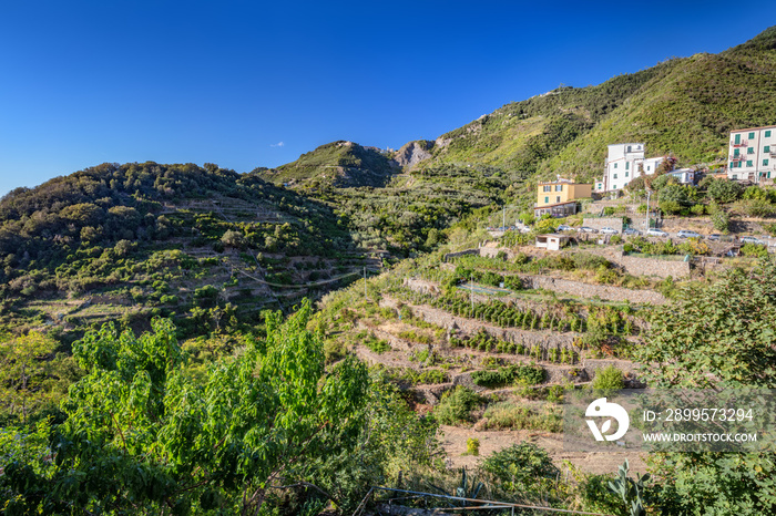 Cinque Terre hills with vineyards and terraces, Italy