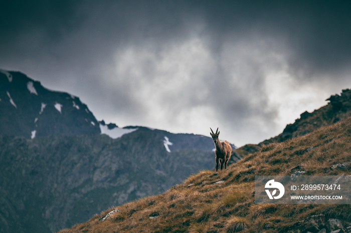 ibex on the top of mountain