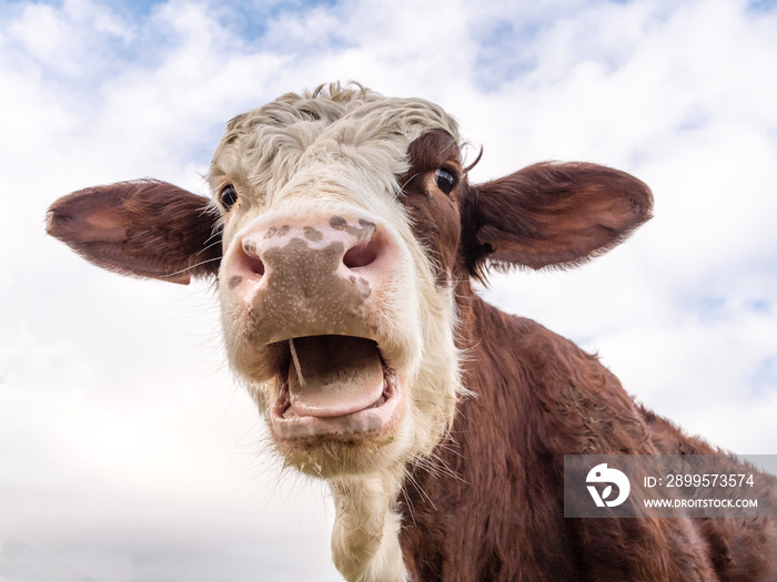 Portrait d’une vache qui rumine