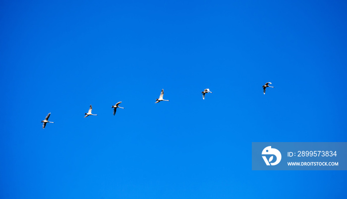 Swans fly in the clear sky. Wild geese on a background of blue cloudless sky on a sunny warm morning.