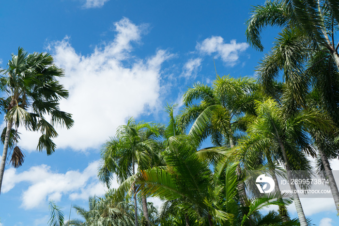 Foxtail Palm and betel palm tree for decorated at landscape of the garden or park and cloud and blue sky background on morning day.