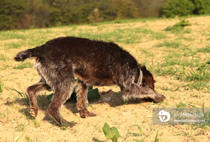 Bohemian Wire-haired Pointing Griffon finds a trace of a rodent and tries to track it down and bite it. Caught while hunting. Stalking in the field. Blew a trail. Young female dog