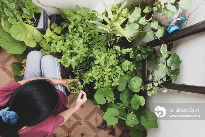 Young woman planting vegetable at balcony