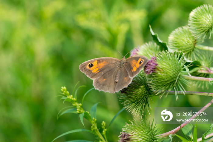 meadow brown butterfly, Maniola jurtina on burdock flowers selective focus