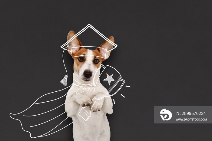 Smart jack russell with Trophy Cup,  near blackboard.