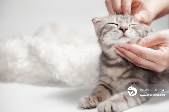 Happy cat Scottish fold breed age 3 months lovely comfortable sleeping by owner stroking hand grip at. Little scottish fold Cat cute ginger kitten pet is feeling happy. love to animals pet concept.