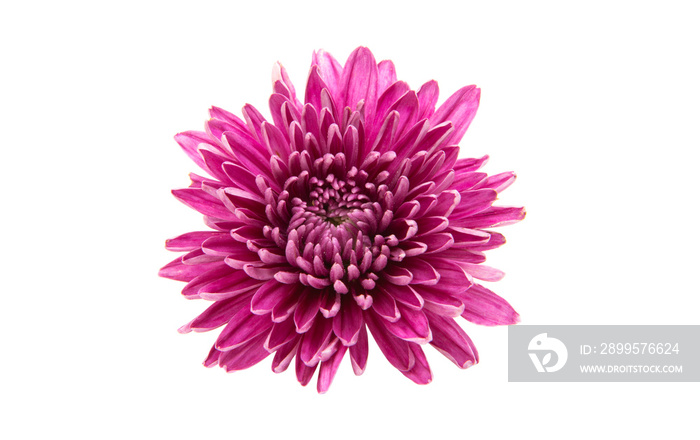 chrysanthemum isolated