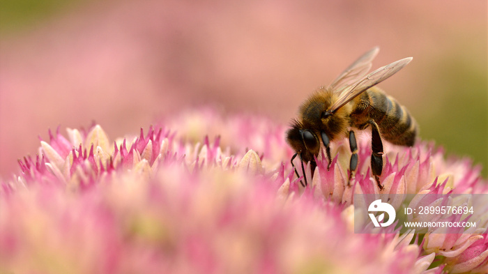 Macro of honey bee (Apis) feeding on sedum flower seen from profile in France