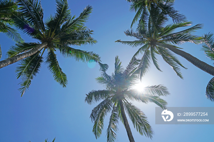 Nature scene uprisen angle of coconut tree with blue sky background at phuket Thailand - summer season