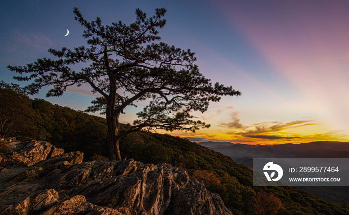 Lone pine tree at Raven’s Roost overlook on the Blue Ridge Parkway, Virginia, at sunset in early October.