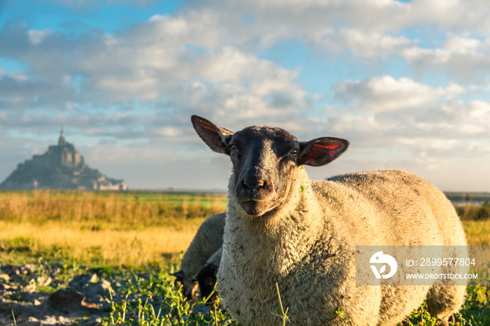 Funny sheep with Mont Saint Michel abbey on the island on background, Normandy, Northern France