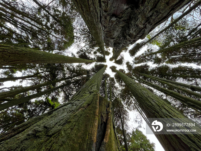 Bottom view of tall old trees in a forest