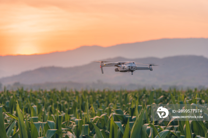 Drone quadcopter in corn field green on sunset and hill background, Photography technology for agricultural purposes and capturing high-angle shots.