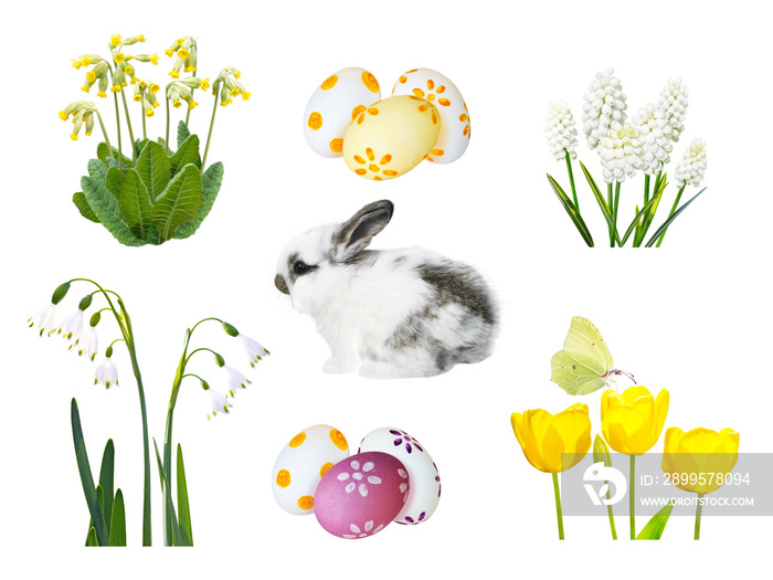 Little spotty rabbit, painted easter eggs, snowdrop, muscari, cowslip, tulip flowers and butterfly isolated trandparent png