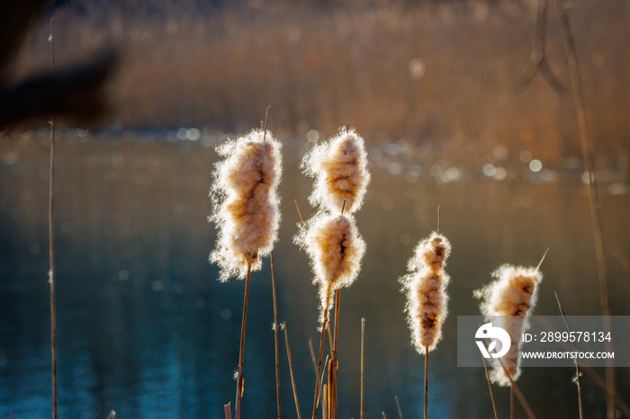 some bulrush stand next to a lake in the sun and spread their seed in the wind