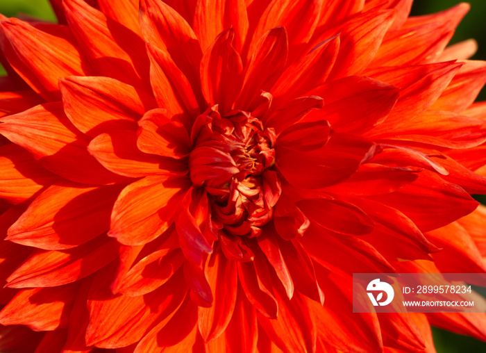 Macro of red dahlia flower. Beautiful red daisy flower with red petals.  Great chrysanthemum, petals pattern. Floral closeup. Red aesthetic. Floral pattern. Autumn garden. Romantic, love card, layout.