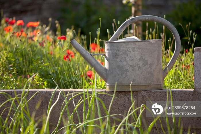 Arrosoir dans un jardin potager en été.