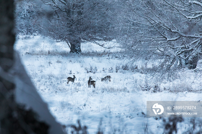 Deer in the forest during winter time