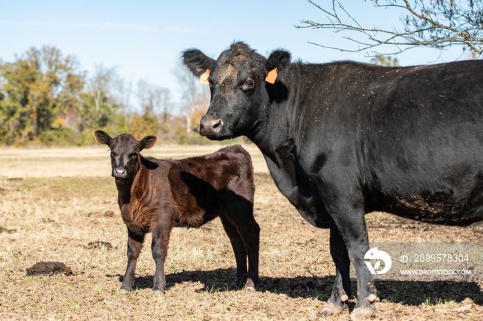 cow-calf pair in autumn pasture