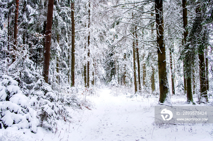 Winter snowy forest with conifers and a path through it