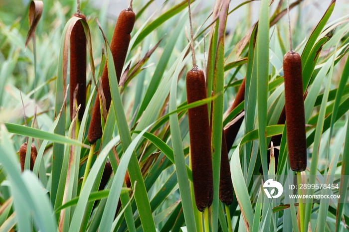 Acorus (Acorus Calamus) - sweet flag close up, autumn