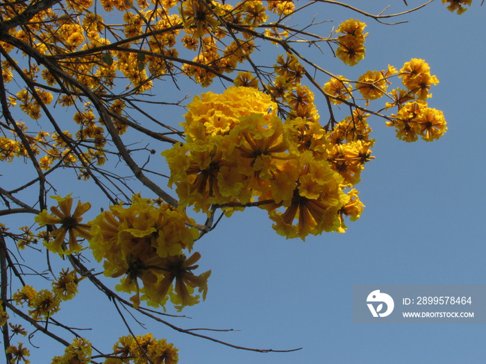 Ypê amarelo do nordeste do Brasil