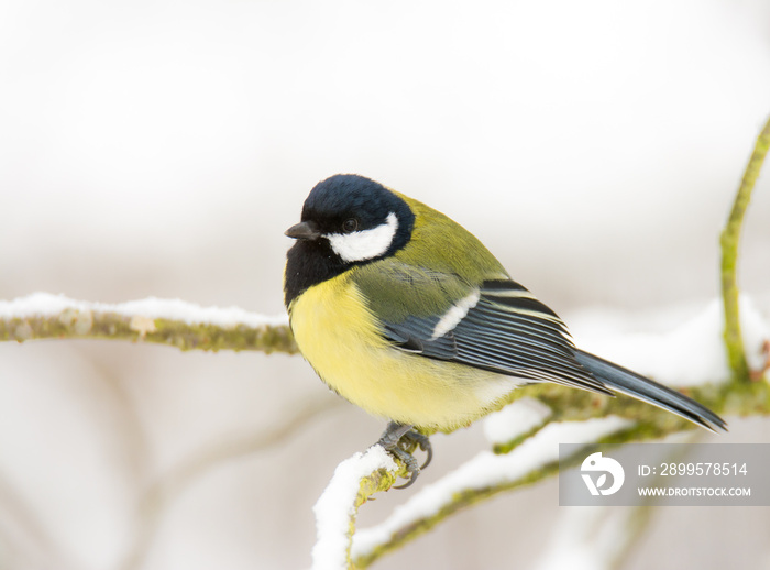 Great tit bird sitting on a snow covered tree